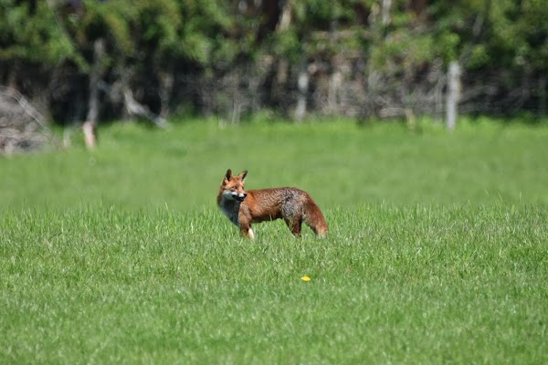 Hassocks 5