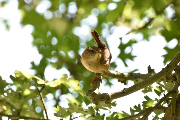 Hassocks 3