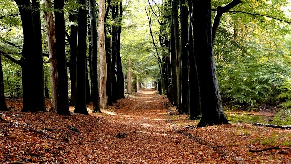 Speulder- en Sprielderbos 1