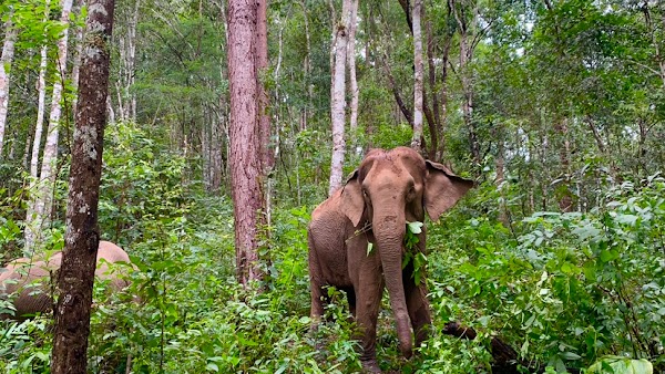 ELEPHANT ECO TRAILS 1