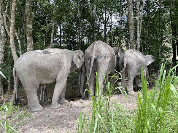 ELEPHANT ECO TRAILS 5