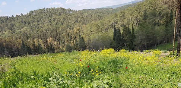 Israel 24