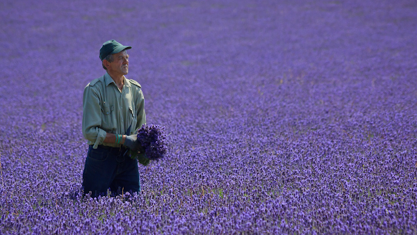 Mayfield Lavender Farm 1