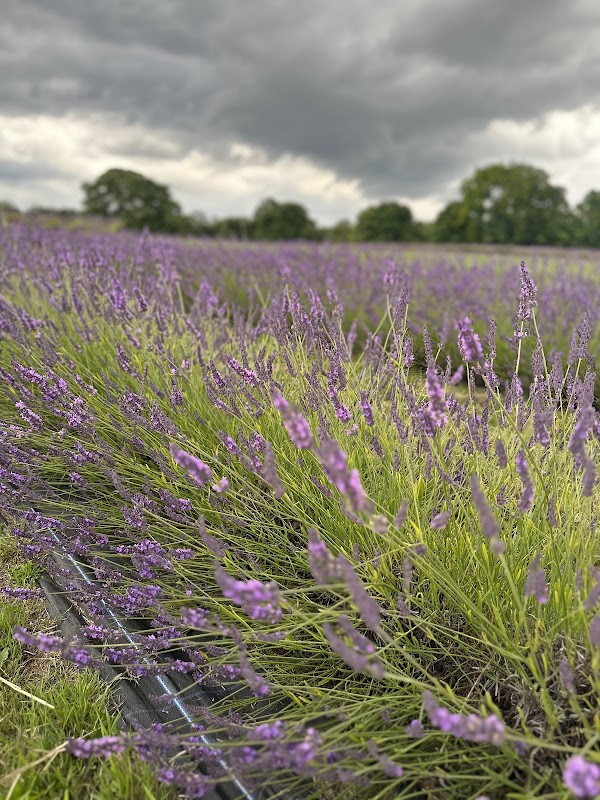 Mayfield Lavender Farm 4
