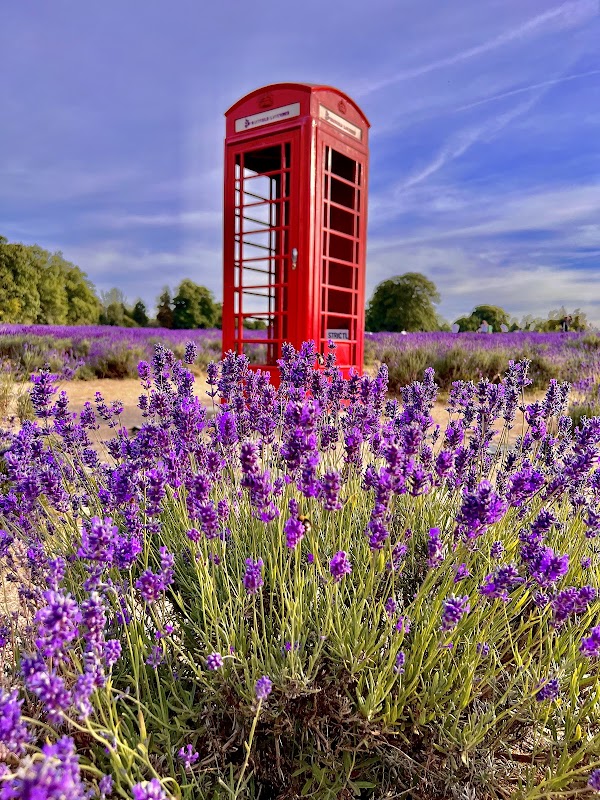 Mayfield Lavender Farm 3