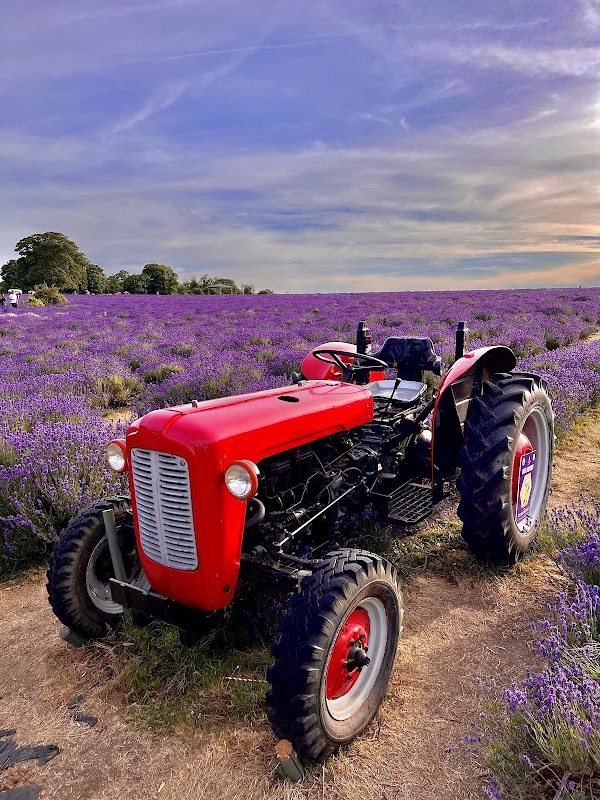 Mayfield Lavender Farm 2
