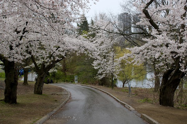 High Park Cherry Blossoms 1