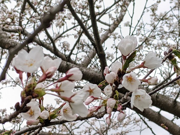 High Park Cherry Blossoms 5