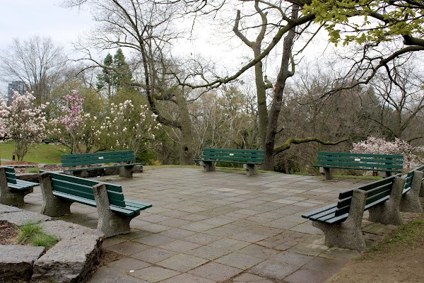 High Park Cherry Blossoms 3