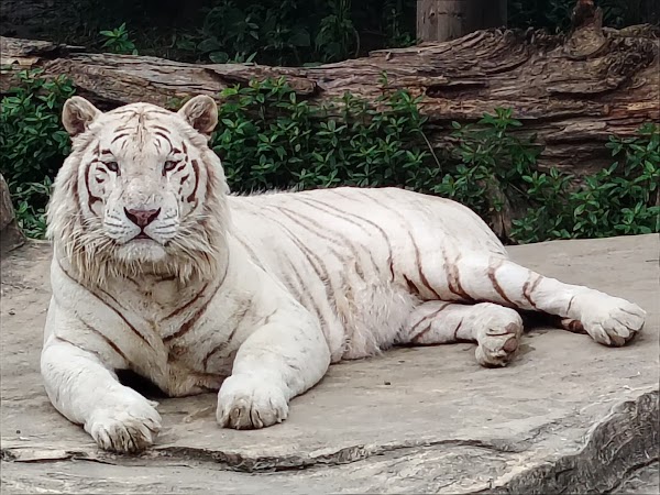 Nantong Forest Wild Zoo 1