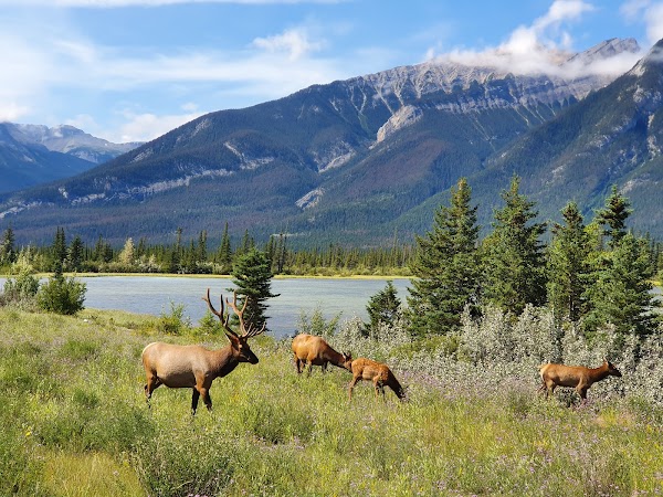 Jasper National Park 4