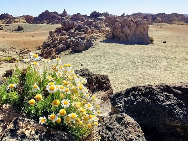 Mines of San Jose 4