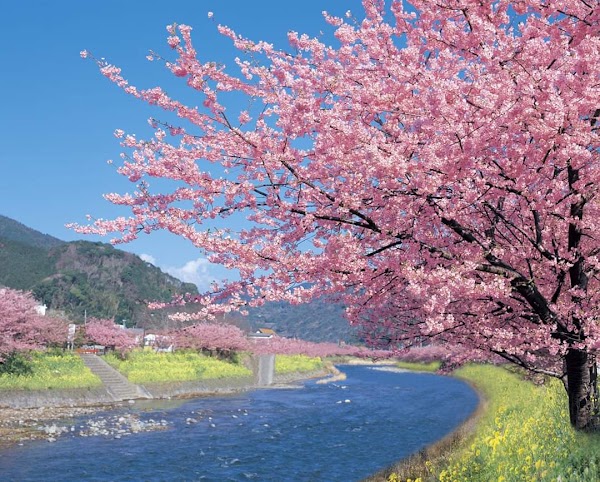 Kawazu River 1
