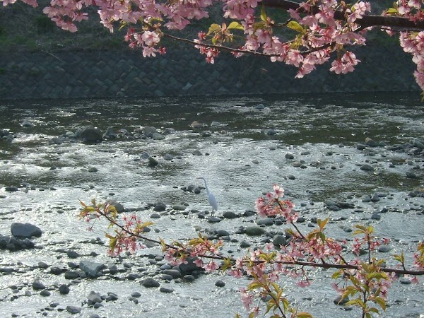 Kawazu River 2