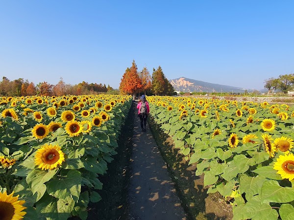 中社觀光花市 2