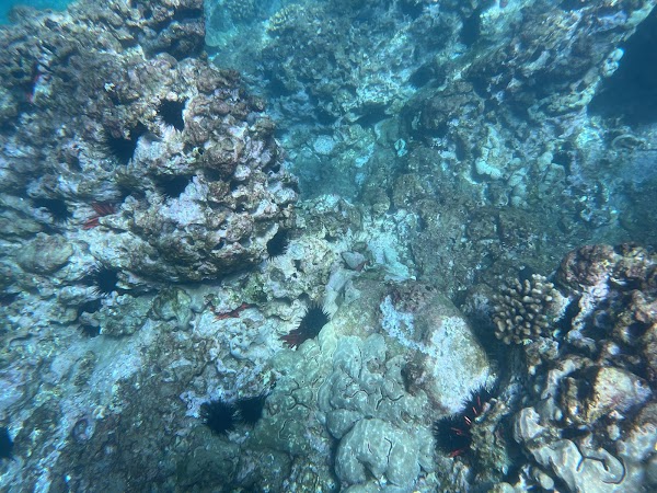 Kealakekua Bay 3