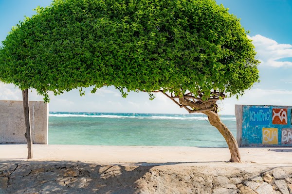 The Lonely Tree 5