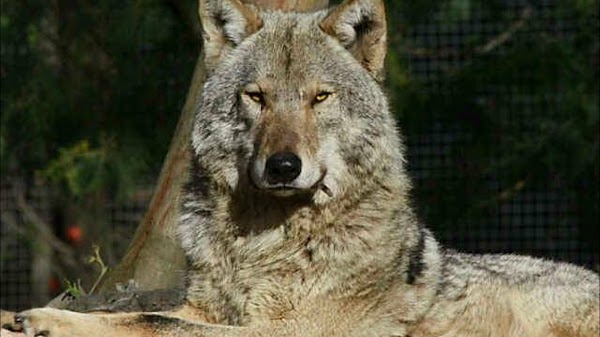 Tsitsikamma Wolf Sanctuary