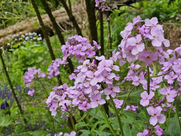 Craigieburn Gardens 1