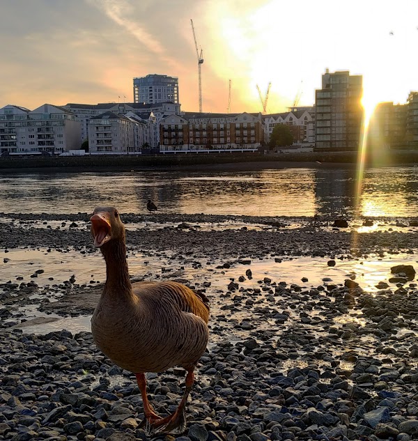 Battersea 5