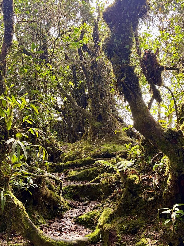 Cameron Highlands Mossy Forest Tour (Lets Go Discovery) 5