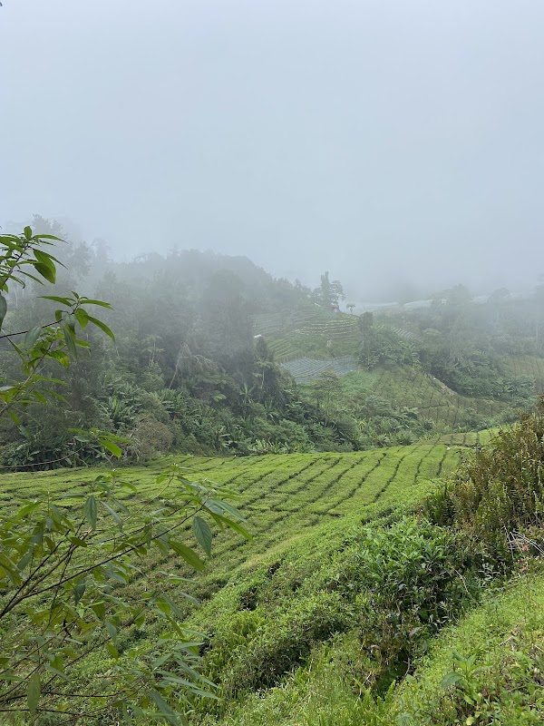 Cameron Highlands Mossy Forest Tour (Lets Go Discovery) 4
