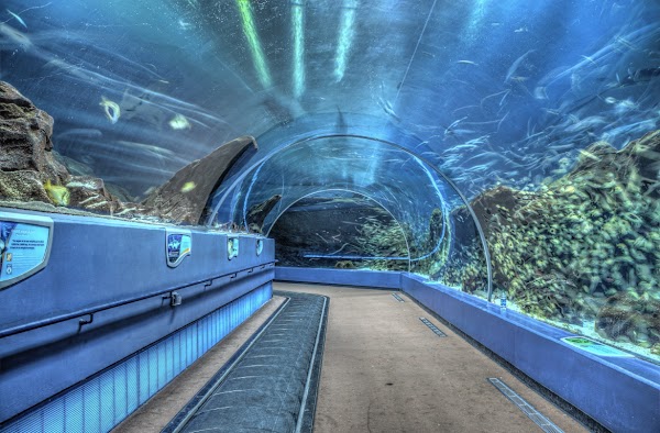 Georgia Aquarium 2