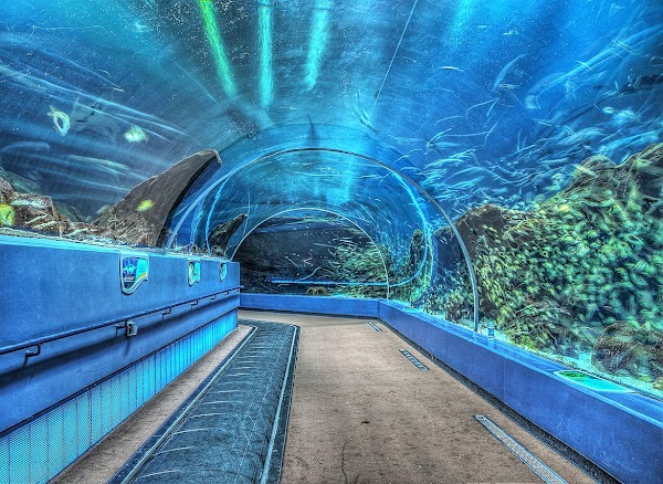 Georgia Aquarium 1