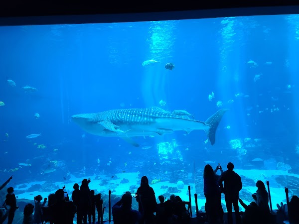 Georgia Aquarium 6
