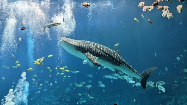 Georgia Aquarium 4