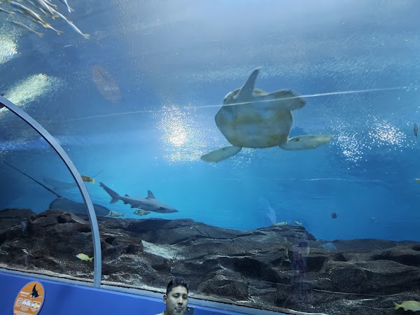 Georgia Aquarium 3