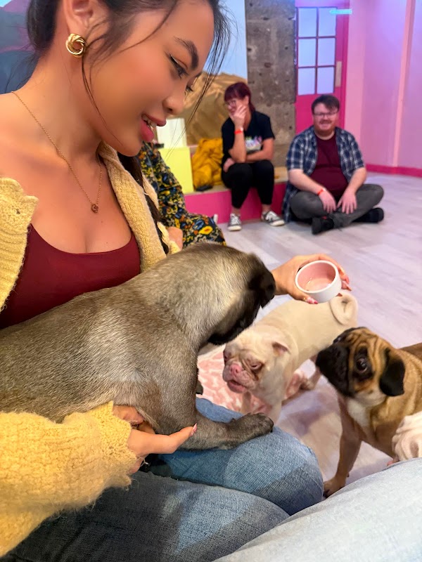 CuppaPug 4