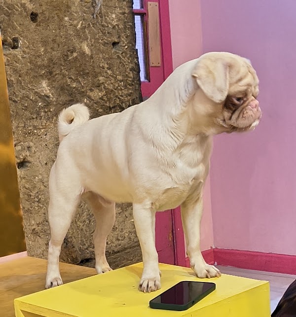 CuppaPug 2