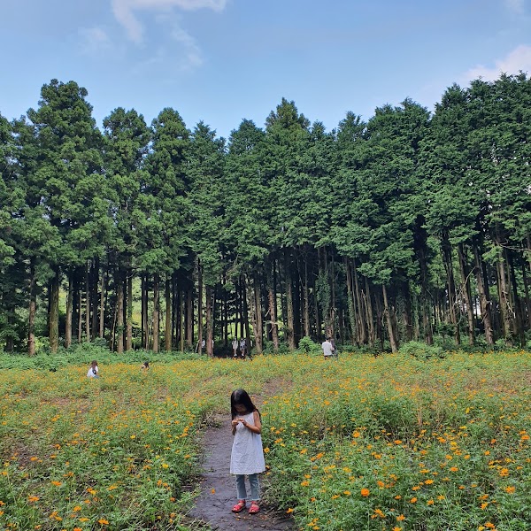 Secret Forest 4