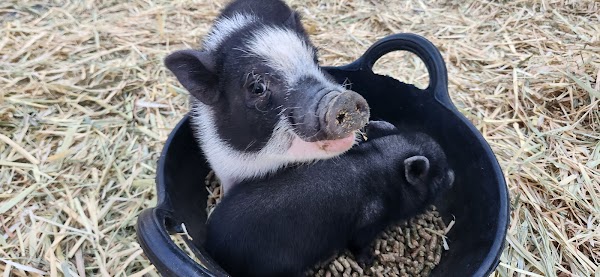 One Of A Kind Petting Zoo 1