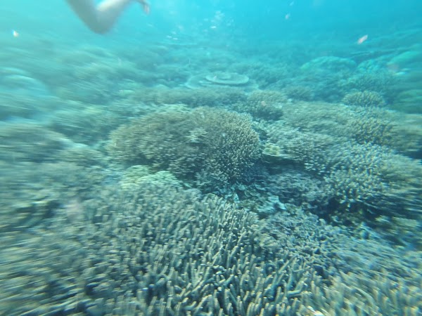 Pulau Siaba Besar 3