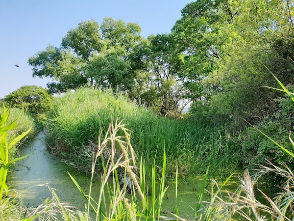 Upo Wetlands 4