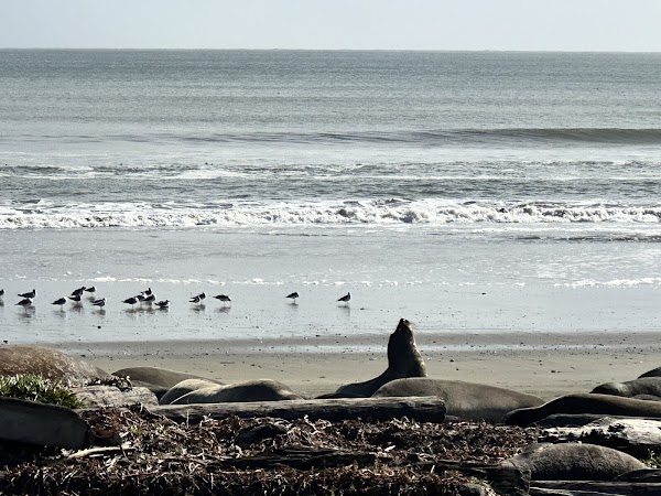 Elephant Seal Overlook 4