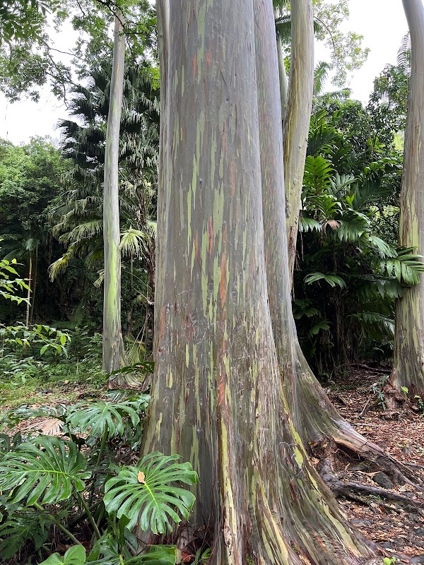 Hawaii 7