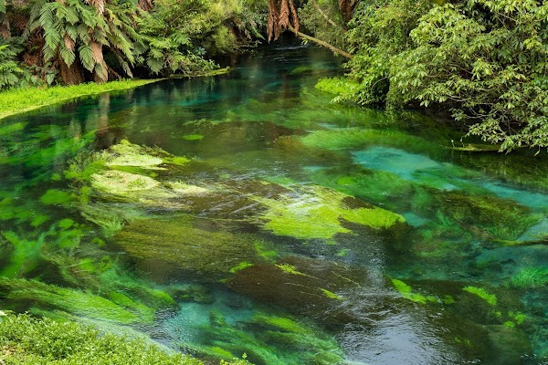 Te Waihou Blue Springs (Whites Road entrance) 1