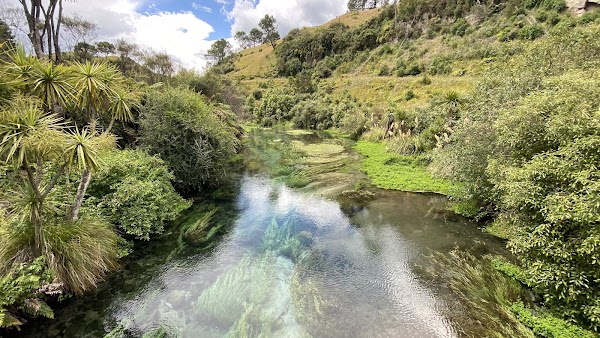 Te Waihou Blue Springs (Whites Road entrance) 5