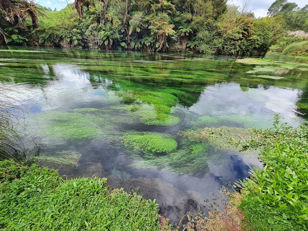 Te Waihou Blue Springs (Whites Road entrance) 3