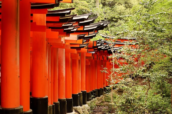 Senbon Torii (Thousand Torii Gates) 5