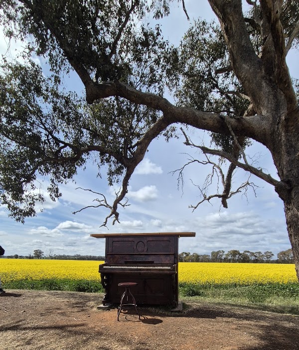 Cornella Canola Walk 3