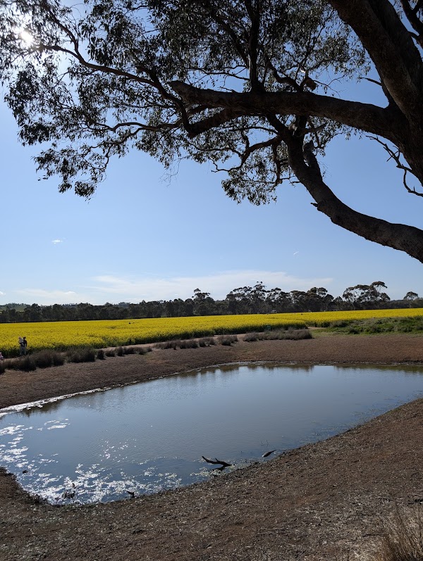 Cornella Canola Walk 2