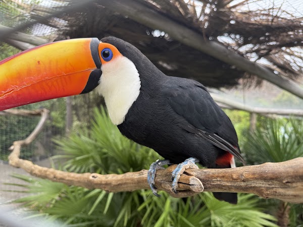 Ilha das Aves 1
