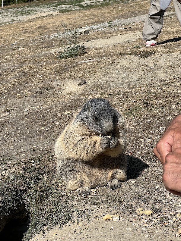 Marmot Playground 5