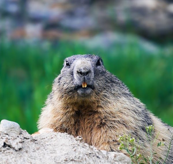 Marmot Playground 4