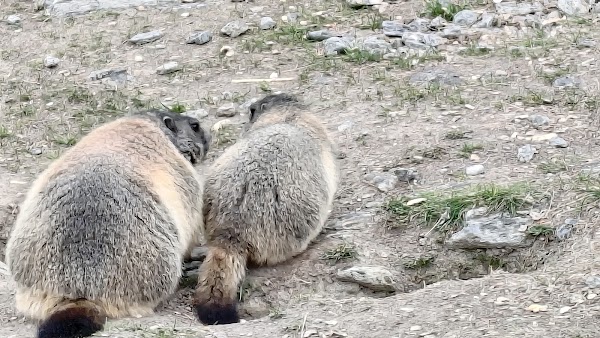 Marmot Playground 2
