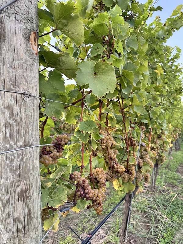 Sons & Daughters Winery 4
